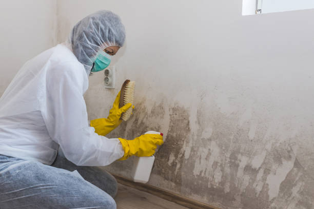 Best Crawl Space Mold Remediation in La Cresta, CA
