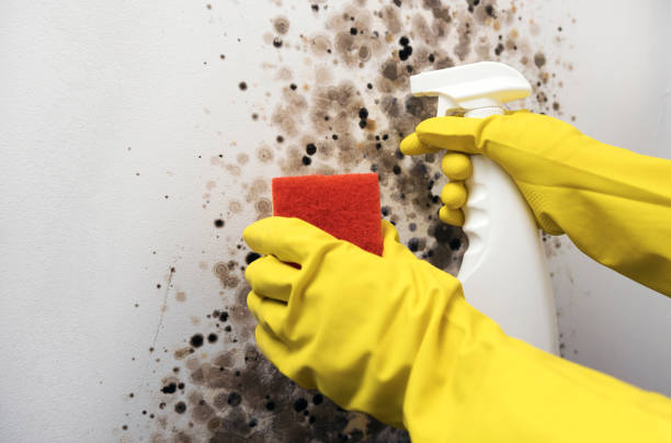 Best White Mold Remediation in La Cresta, CA