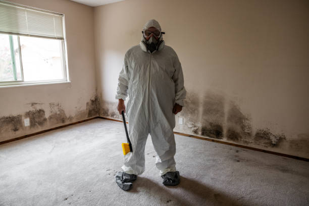 Best Health and Safety Mold Remediation in La Cresta, CA