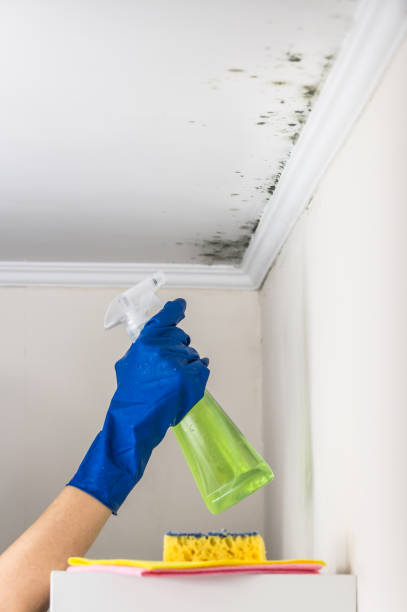 Best Localized Mold Remediation (e.g., coastal areas, humid climates) in La Cresta, CA